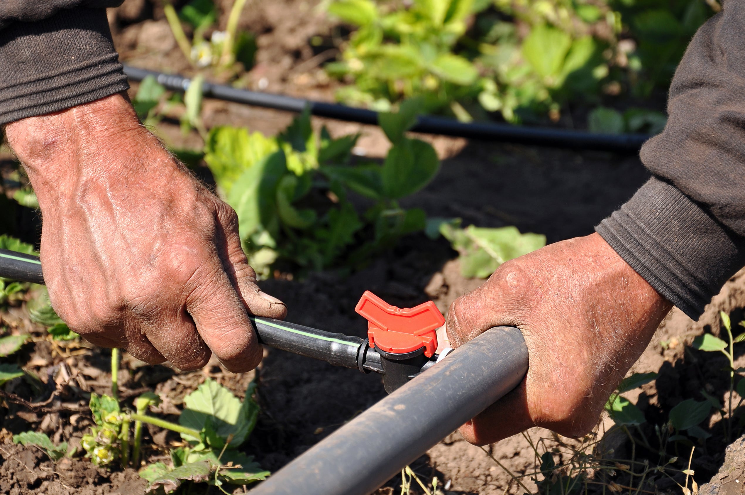 Drip Irrigation Installation